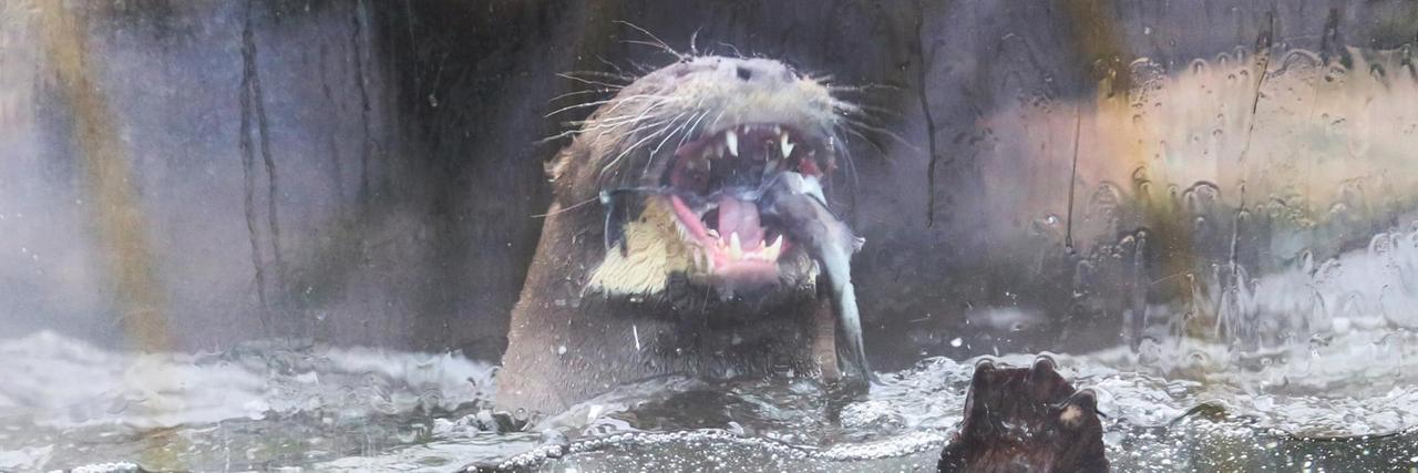 Ein Riesenotter frißt in seinem Gehege im Zoo eine Forelle.