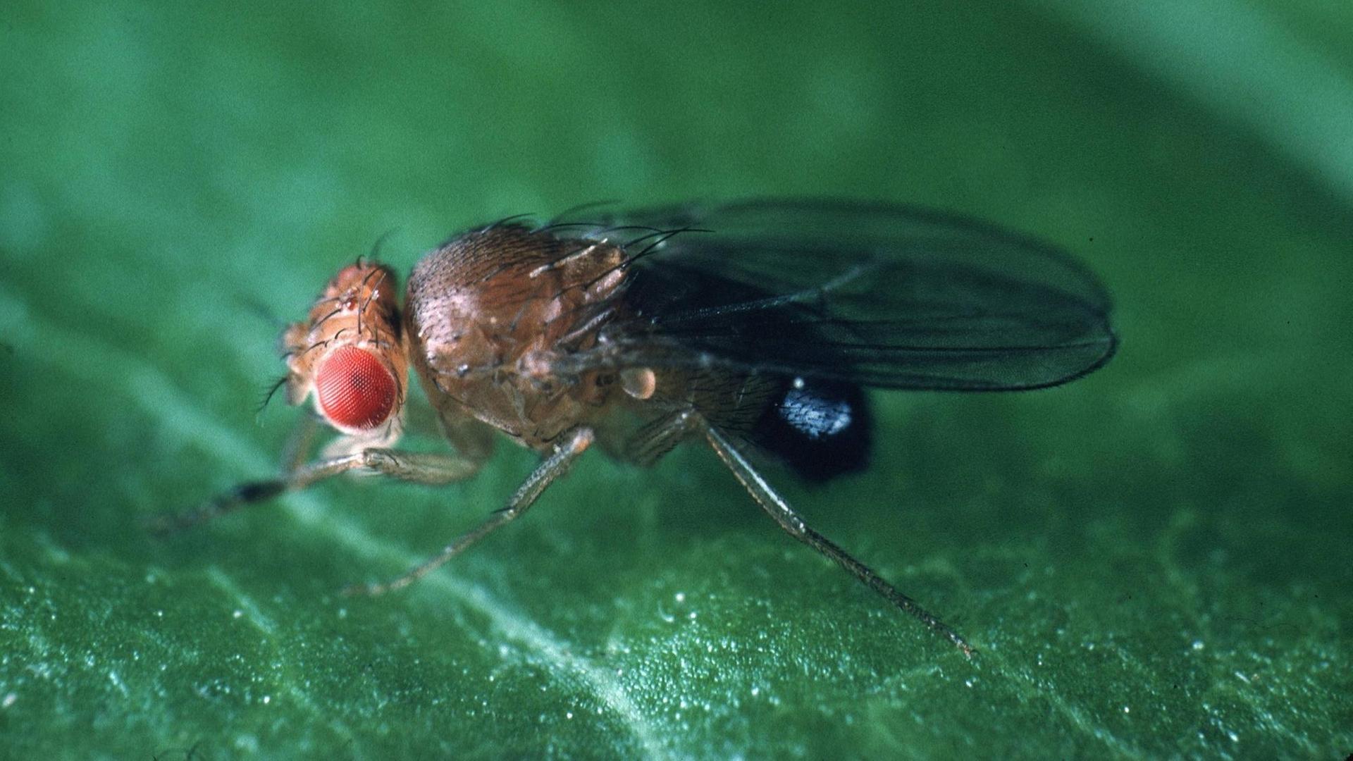Eine Fruchtfliege (drosophila melanogaster) auf einem Blatt. Eine Fruchtfliege (drosophila melanogaster) auf einem Blatt.