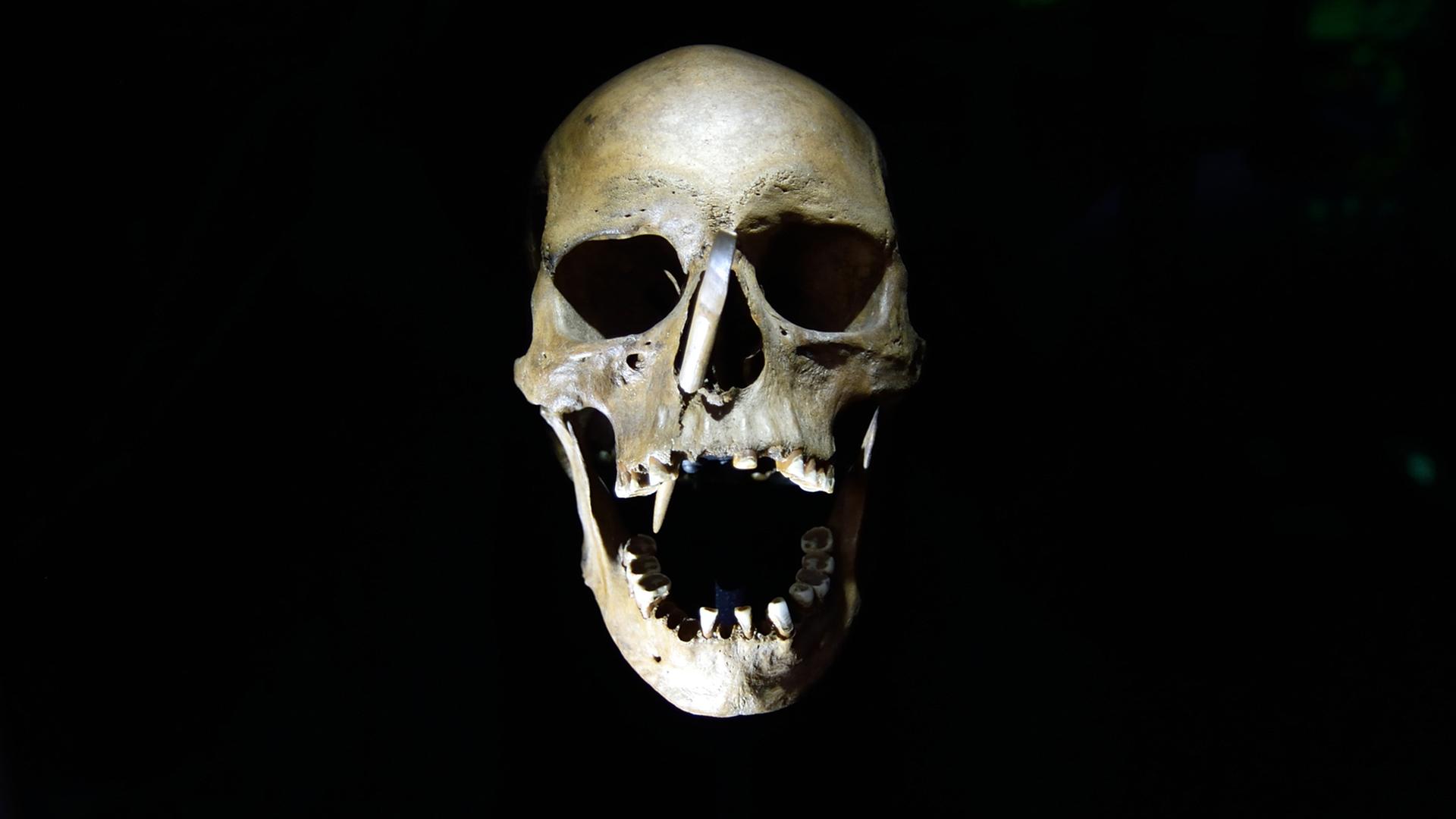 Der Schädel eines etwa 35- bis 40-jährigen Mannes mit einem Pfeil im Gesicht aus der Zeit um 3499 v. Chr. ist im Landesmuseum für Vorgeschichte in Halle/Saale zu sehen. Der Schädel eines etwa 35- bis 40-jährigen Mannes mit einem Pfeil im Gesicht aus der Zeit um 3499 v. Chr. ist im Landesmuseum für Vorgeschichte in Halle/Saale zu sehen.