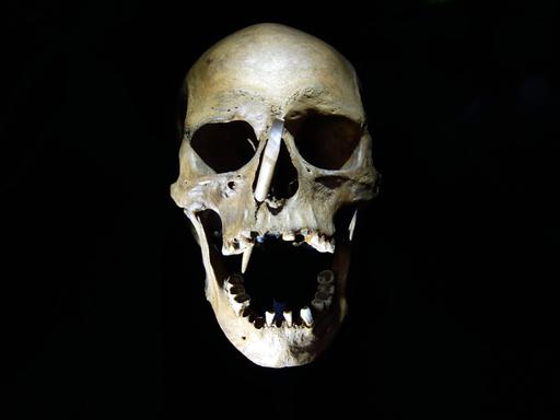Der Schädel eines etwa 35- bis 40-jährigen Mannes mit einem Pfeil im Gesicht aus der Zeit um 3499 v. Chr. ist im Landesmuseum für Vorgeschichte in Halle/Saale zu sehen.