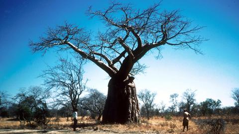 Nicht nur ein Hingucker... Der Affenbrotbaum ist überall in Kenia zu finden.