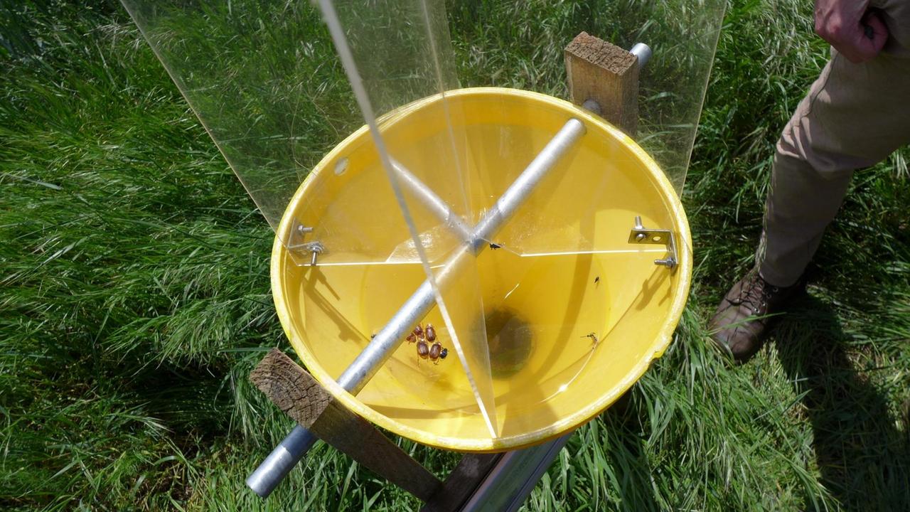 Mit dieser Falle beobachten und erfassen die UFZ-Forscher, wie sich Artenvielfalt und Bestand der Insekten in der Region entwickeln Mit dieser Falle beobachten und erfassen die UFZ-Forscher, wie sich Artenvielfalt und Bestand der Insekten in der Region entwickeln