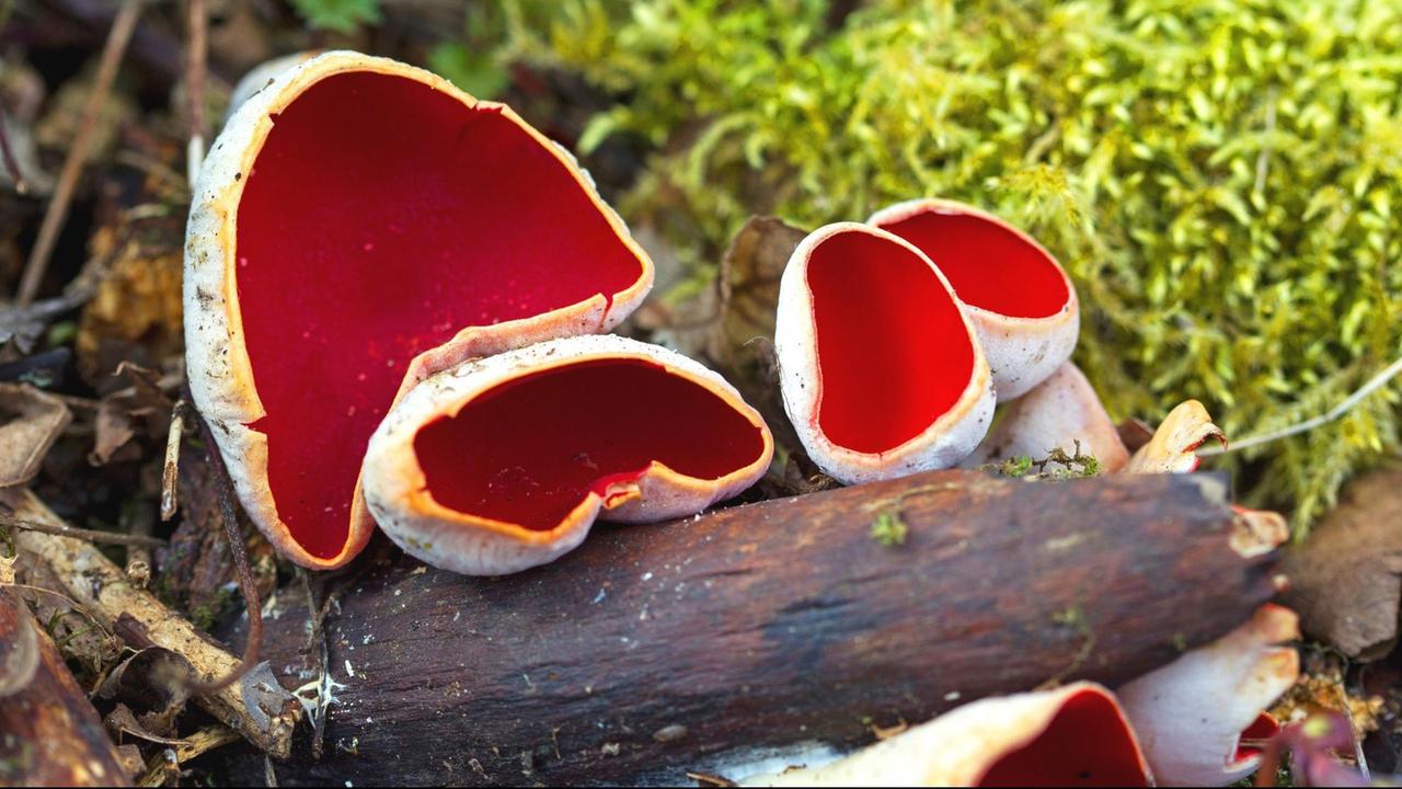 Der Pilz Scharlachrote Kelchbecherling auf einem Zweig in Baden-Württemberg. Der Pilz Scharlachrote Kelchbecherling auf einem Zweig in Baden-Württemberg.