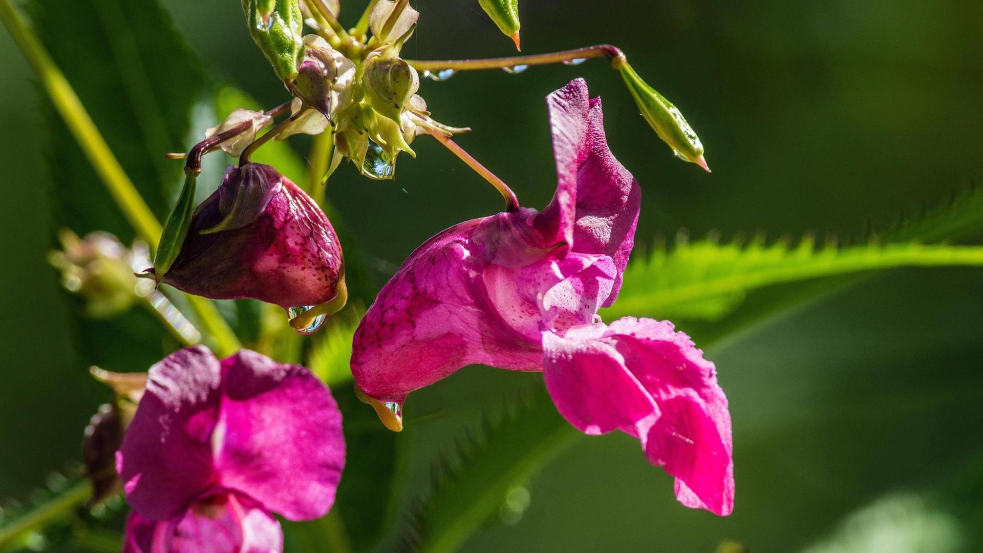 Eine Pflanze mit rosa Blüten. Eine Pflanze mit rosa Blüten.