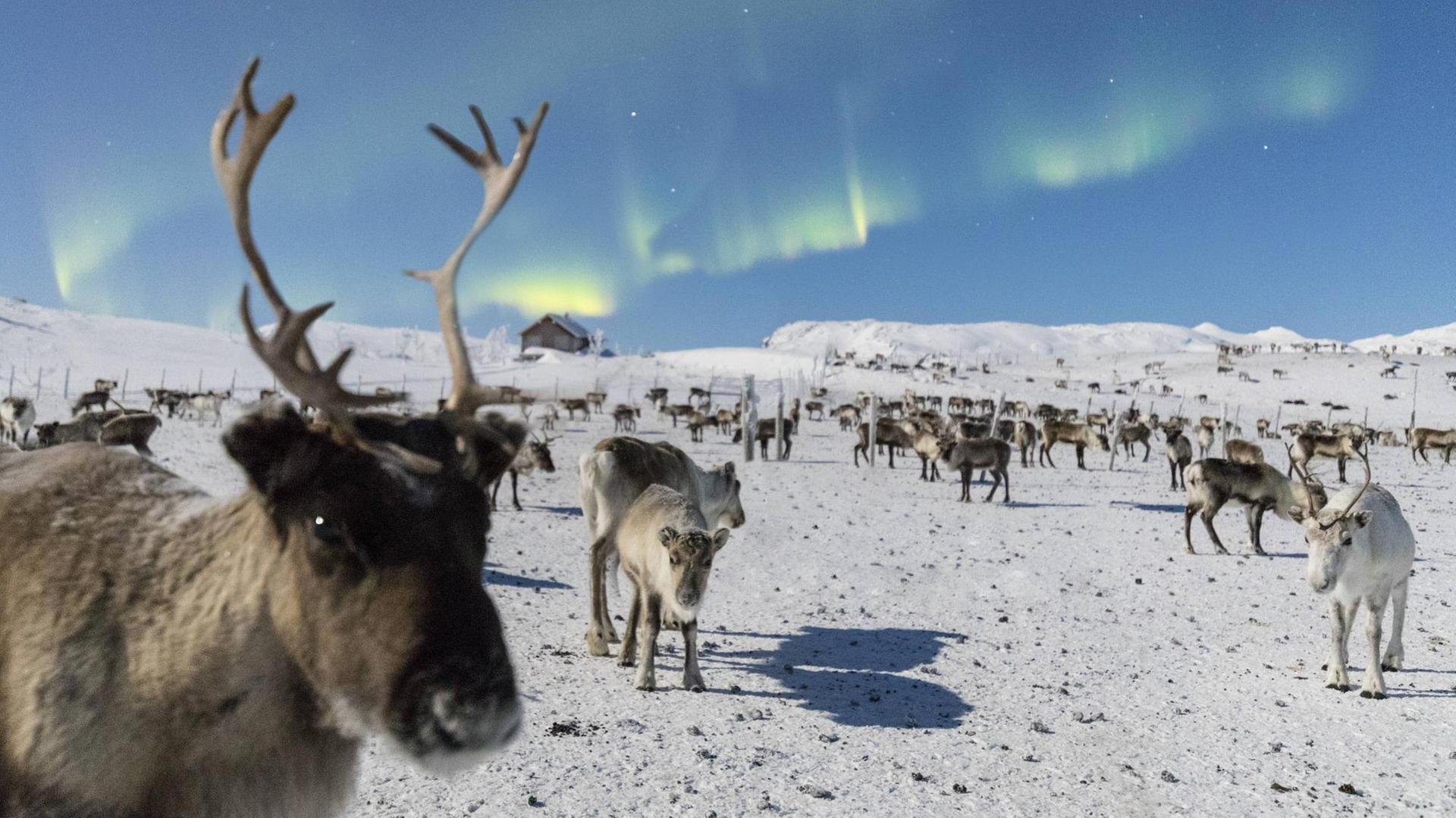 Rentiere in Schweden unter den Nordlichern Rentiere in Schweden unter den Nordlichern