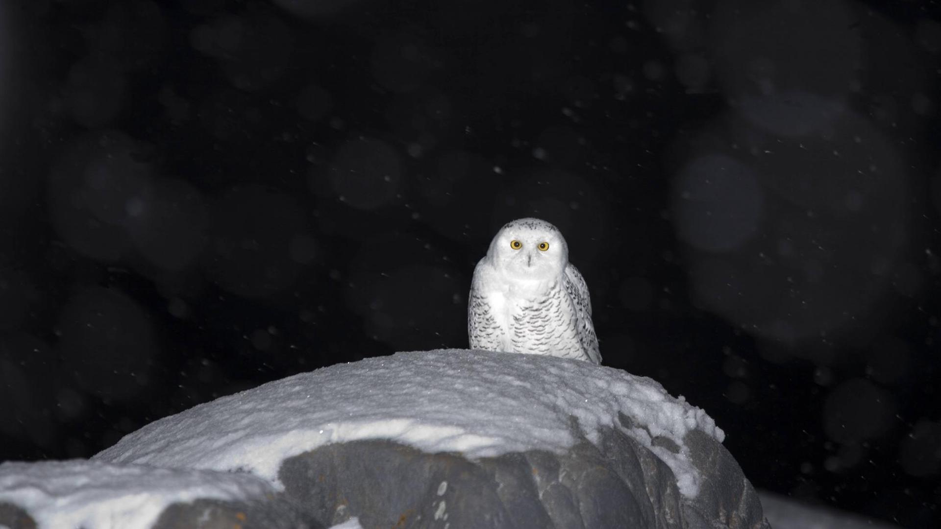 Schneeeule im Winter bei Nacht Schneeeule im Winter bei Nacht