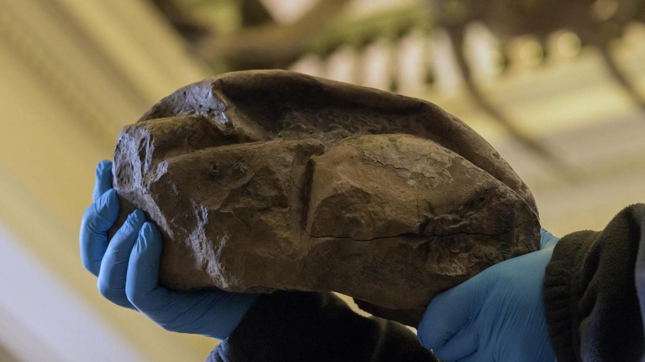 Präsentation eines 30 Zentimeter großen Eis, das einem Mosasaurus aus der Antarktis zugeordnet wird, im Nationalen Chilenischen Museum für Naturgeschichte in Santiago Präsentation eines 30 Zentimeter großen Eis, das einem Mosasaurus aus der Antarktis zugeordnet wird, im Nationalen Chilenischen Museum für Naturgeschichte in Santiago
