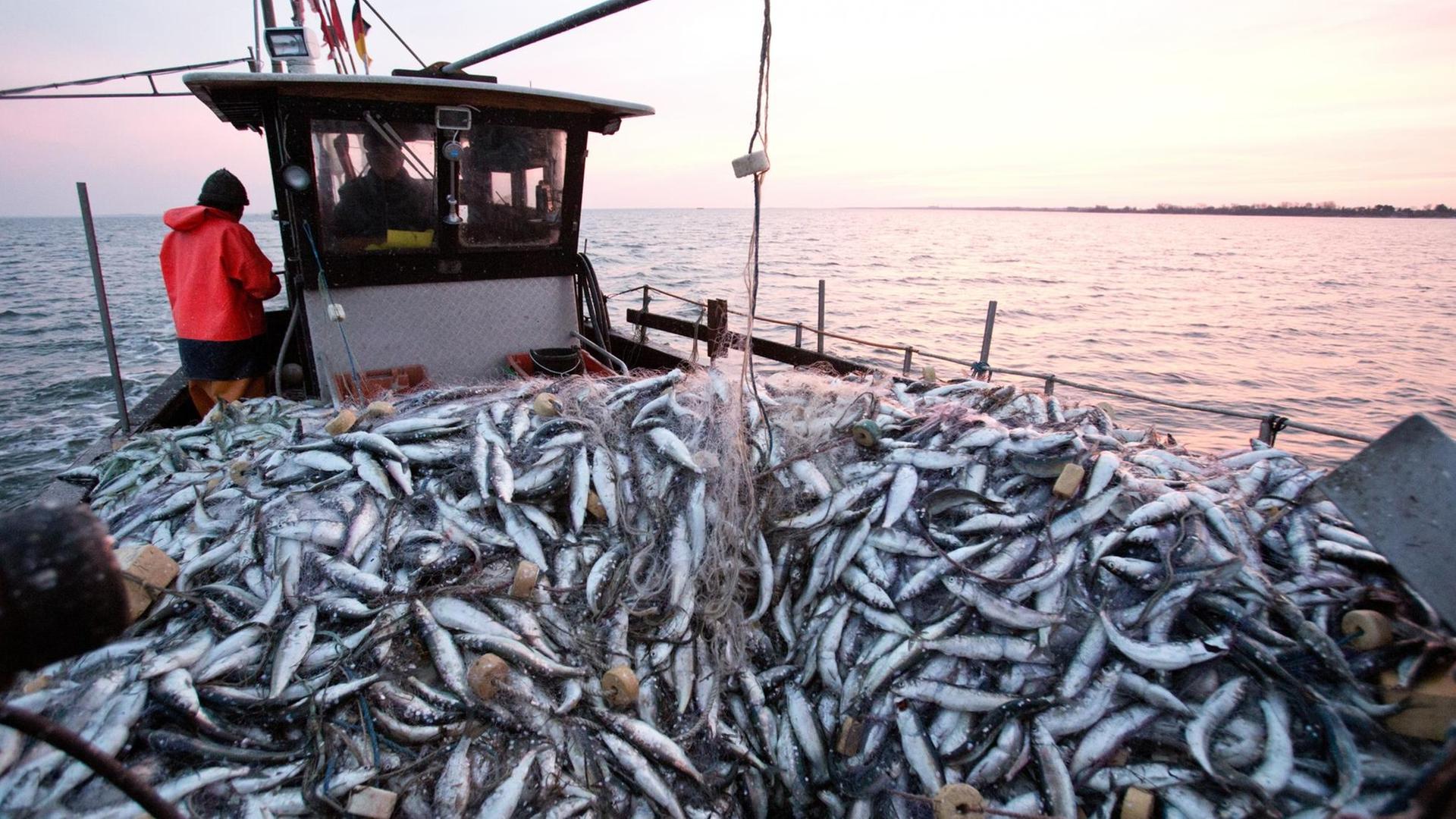 Fischer Martin Heiden fährt mit vollen Stellnetzen mit Hering über den Greifswalder-Bodden. Fischer Martin Heiden fährt mit vollen Stellnetzen mit Hering über den Greifswalder-Bodden.