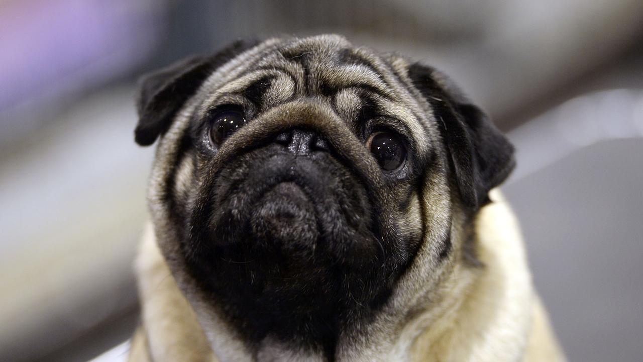 Mops bei Rassehundeausstellung in Berlin-Schönefeld Mops bei Rassehundeausstellung in Berlin-Schönefeld