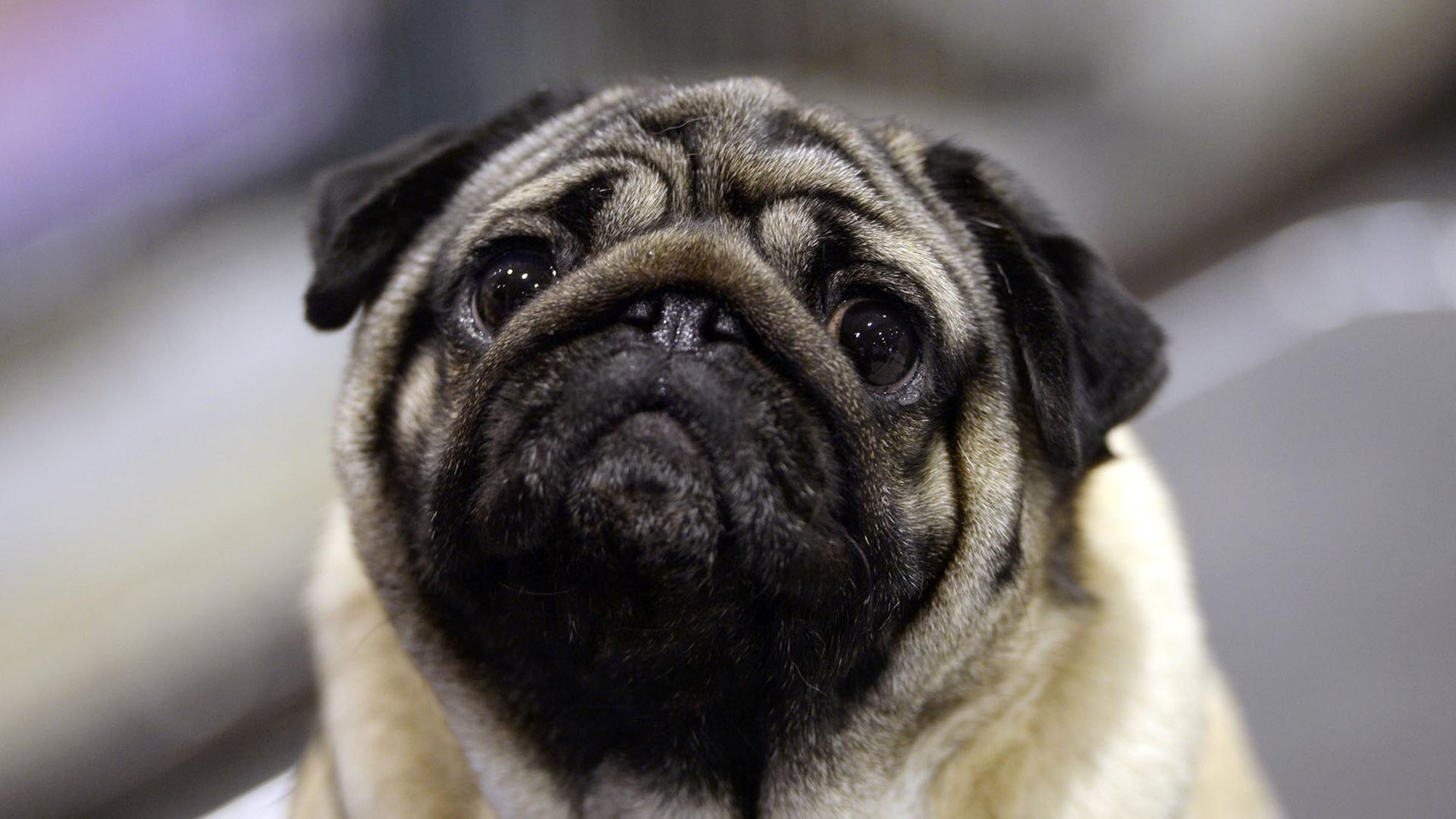 Rassehundeausstellung in Berlin-Schönefeld Rassehundeausstellung in Berlin-Schönefeld