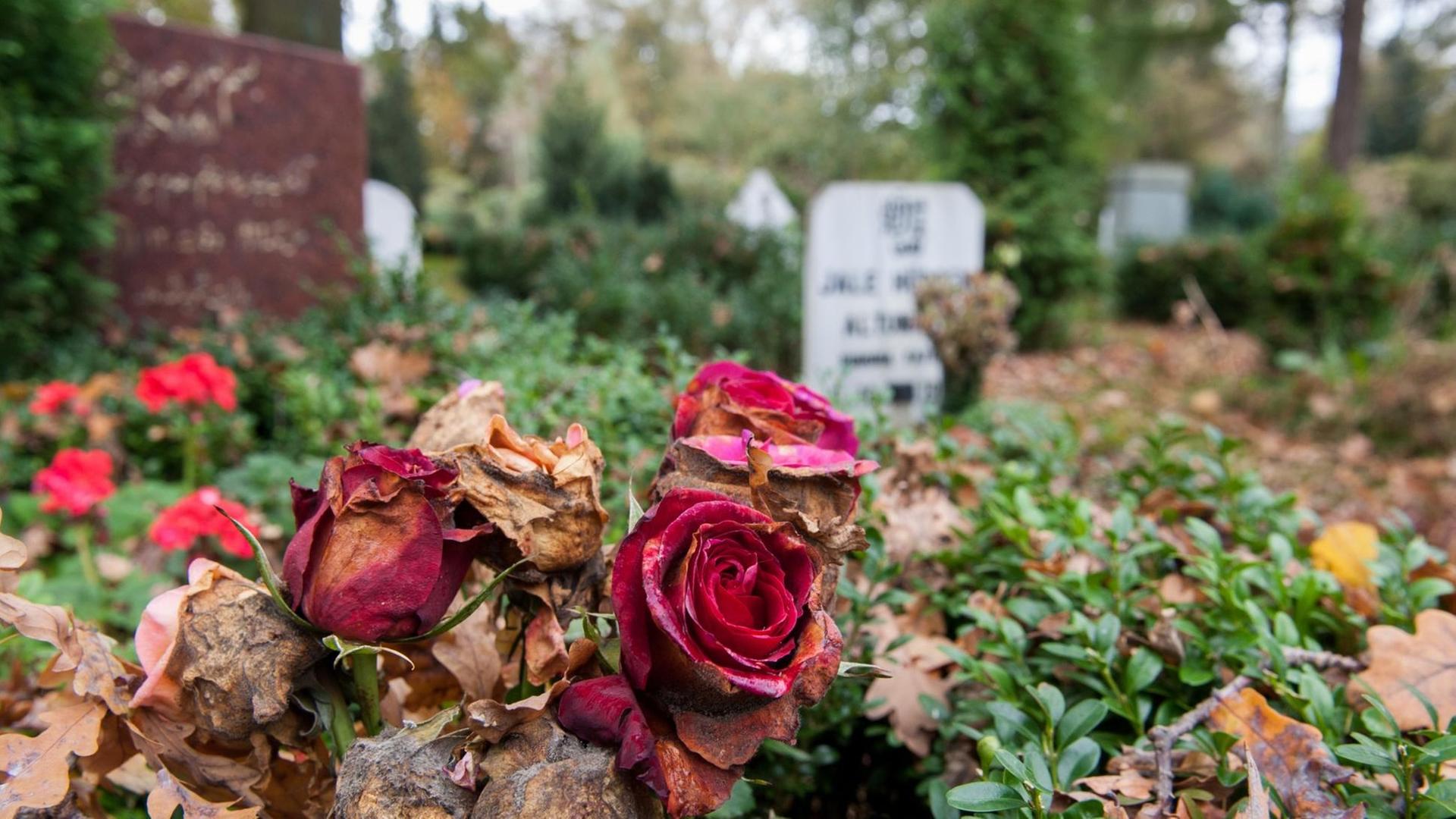 Verwelkte Rosen und Grabsteine stehen auf dem muslimischen Gräberfeld auf dem Friedhof Stöcken in Hannover (Niedersachsen). Verwelkte Rosen und Grabsteine stehen auf dem muslimischen Gräberfeld auf dem Friedhof Stöcken in Hannover (Niedersachsen).