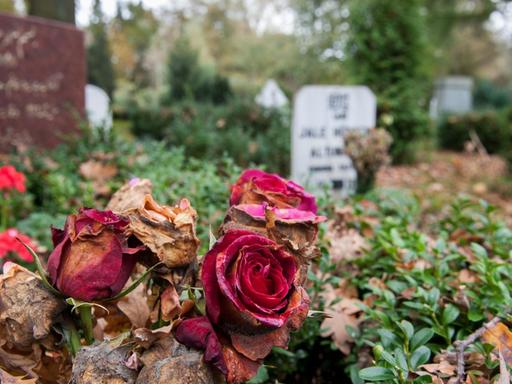Verwelkte Rosen und Grabsteine stehen auf dem muslimischen Gräberfeld auf dem Friedhof Stöcken in Hannover (Niedersachsen).