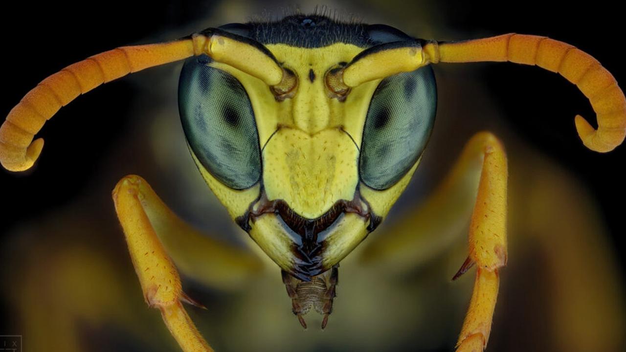 Makrofotografie - Kopf einer Wespe. Makrofotografie - Kopf einer Wespe.