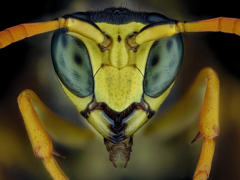 Makrofotografie - Kopf einer Wespe.