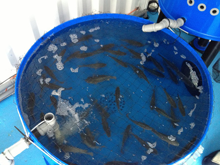 Mitten in Berlin: Barsche schwimmen im Aquaponics-Becken Mitten in Berlin: Barsche schwimmen im Aquaponics-Becken