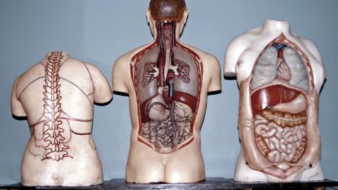 Anatomiemodelle aus der Anatomischen Sammlung der Ludwig-Maximilians-Universität in München