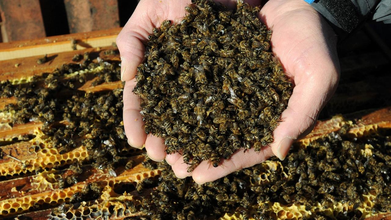 Tote Bienen, getötet durch Clothianidin, ein Pflanzenschutzmittel-Wirkstoff von Bayer, eingesetzt zur Bekämpfung von Mais-Schädlingen
Tote Bienen, getötet durch Clothianidin, ein Pflanzenschutzmittel-Wirkstoff von Bayer, eingesetzt zur Bekämpfung von Mais-Schädlingen