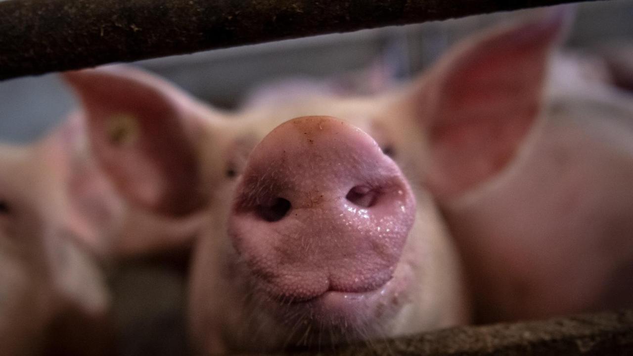 Eine Schweineschnauze reckt sich durch das Stallgatter Eine Schweineschnauze reckt sich durch das Stallgatter