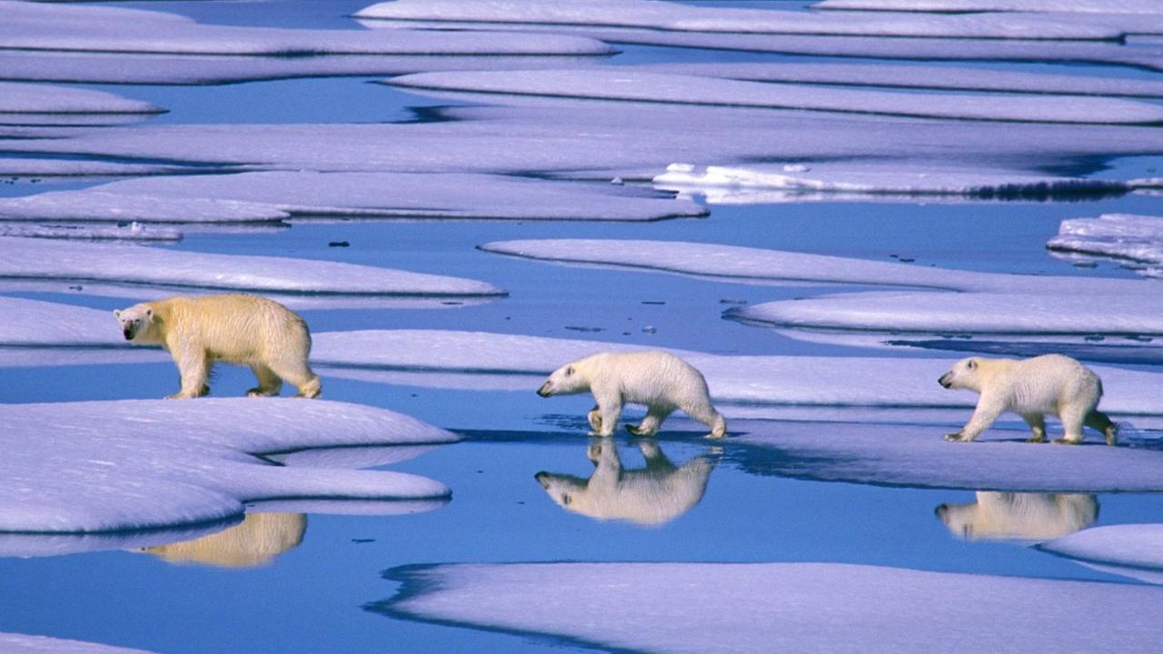 Eisbären (Ursus maritimus) ziehen über das Packeis. Eisbären (Ursus maritimus) ziehen über das Packeis.
