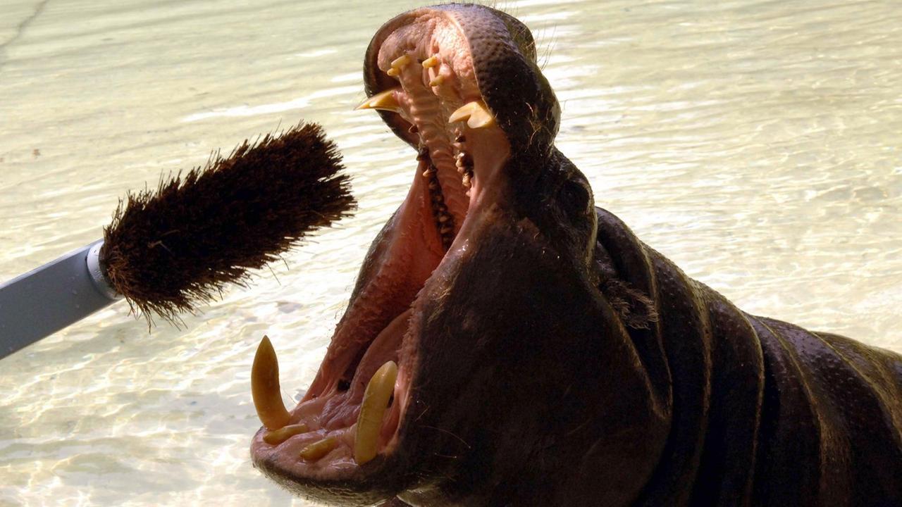 Ein Nilpferd und ein Besen vor seinem Maul Ein Nilpferd und ein Besen vor seinem Maul
