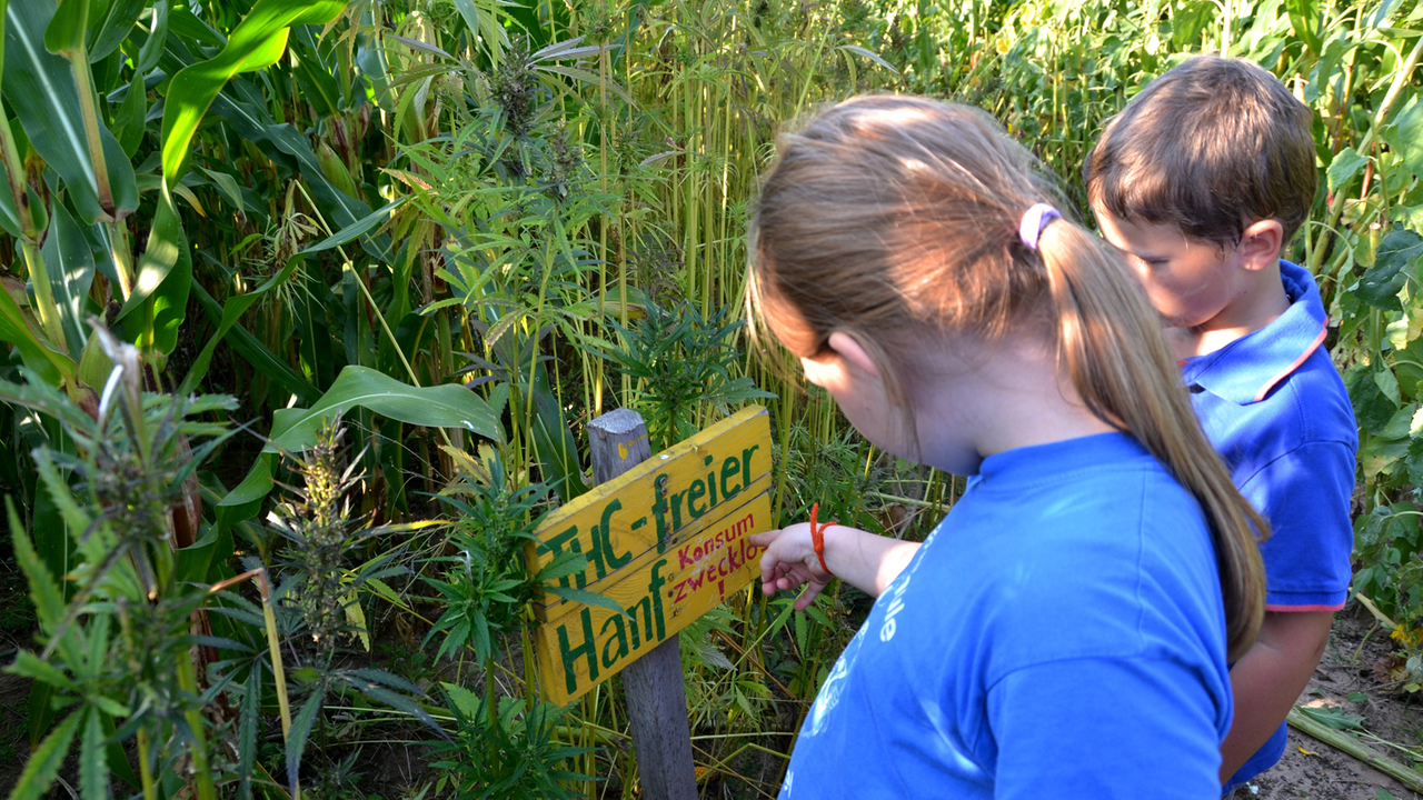 Kinder stehen in einem Maislabyrinth bei Frankenhausen (Landkreis Kassel) vor THC-freien Hanfpflanzen. Kinder stehen in einem Maislabyrinth bei Frankenhausen (Landkreis Kassel) vor THC-freien Hanfpflanzen.