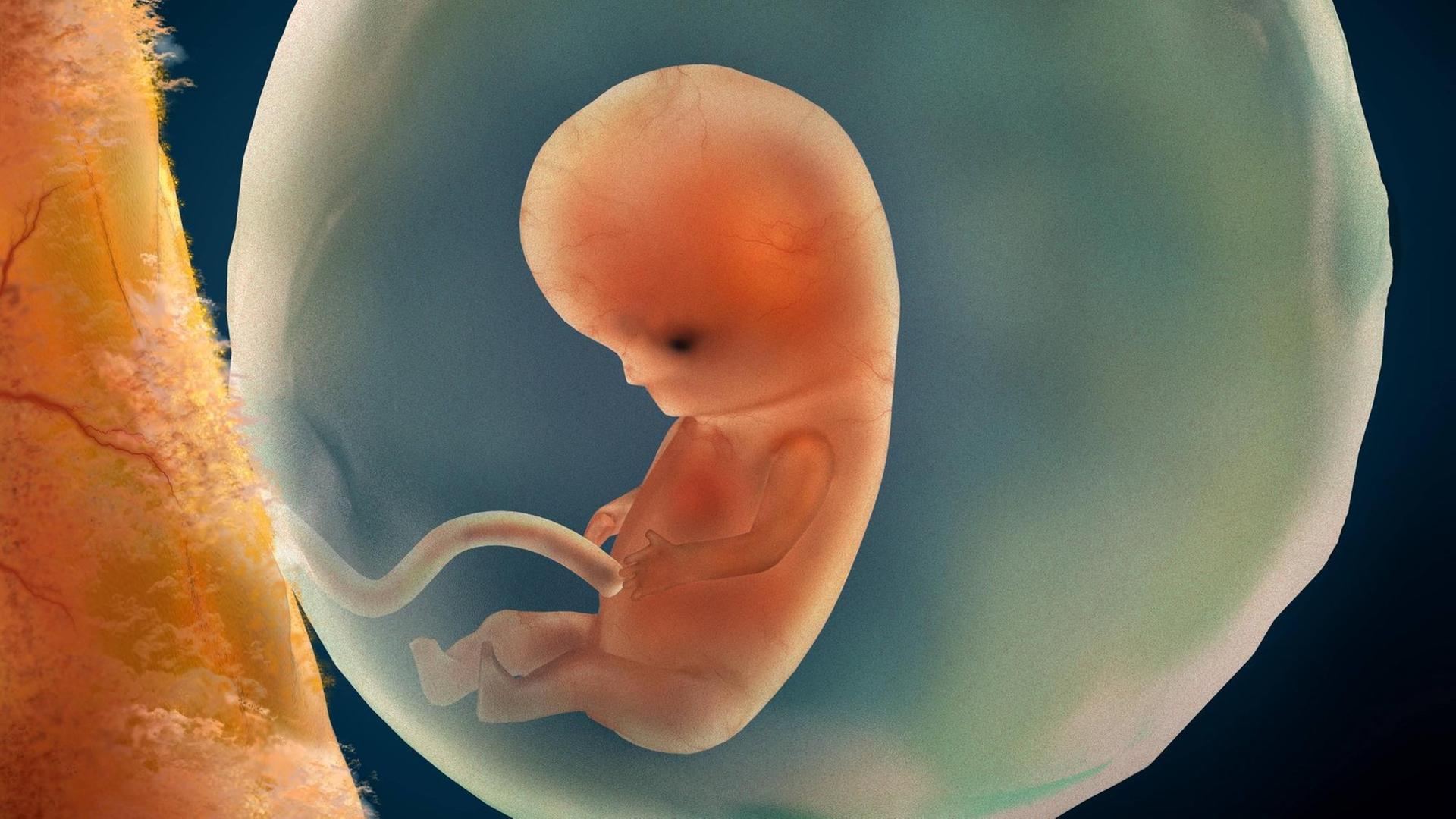 Ein ungeborenes Kind in der neunten Schwangerschaftswoche
