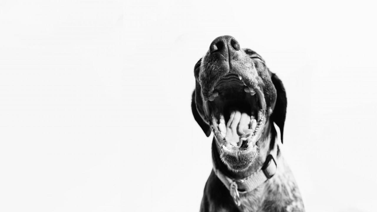 Schwarz-Weiß-Aufnahme eines gähnenden Hundes Schwarz-Weiß-Aufnahme eines gähnenden Hundes
