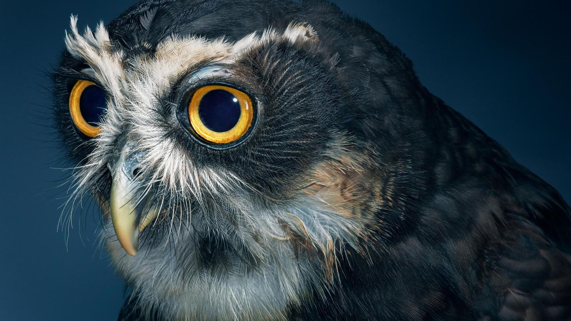 Brillenkauz aus dem Bildband: Tim Flach: "Vögel", Knesebeck Verlag, 2021. Brillenkauz aus dem Bildband: Tim Flach: "Vögel", Knesebeck Verlag, 2021.