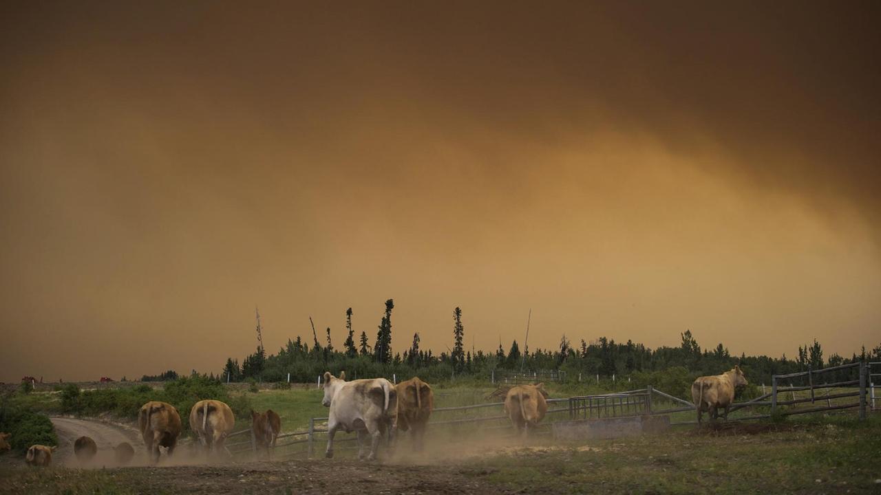 Rinder rennen über die Weide einer Ranch bei Fort St. James, British Columbia, während die massive Rauchwolke eines Waldbrandes den Himmel verdunkelt (17.8.2018). Rinder rennen über die Weide einer Ranch bei Fort St. James, British Columbia, während die massive Rauchwolke eines Waldbrandes den Himmel verdunkelt (17.8.2018).