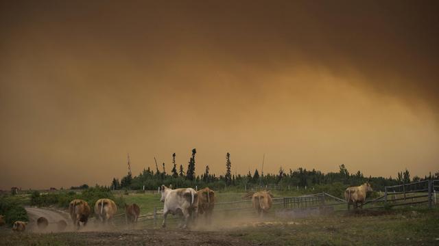 Rinder rennen über die Weide einer Ranch bei Fort St. James, British Columbia, während die massive Rauchwolke eines Waldbrandes den Himmel verdunkelt (17.8.2018).
