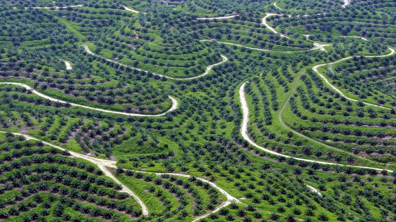 Eine Luftaufnahme zeigt Palmöl-Plantagen in Indonesien. Palmöl steckt in Kosmetik, in Schokolade und - trotz seines Rufs als Klimakiller - in Biokraftstoffen. Eine Luftaufnahme zeigt Palmöl-Plantagen in Indonesien. Palmöl steckt in Kosmetik, in Schokolade und - trotz seines Rufs als Klimakiller - in Biokraftstoffen.