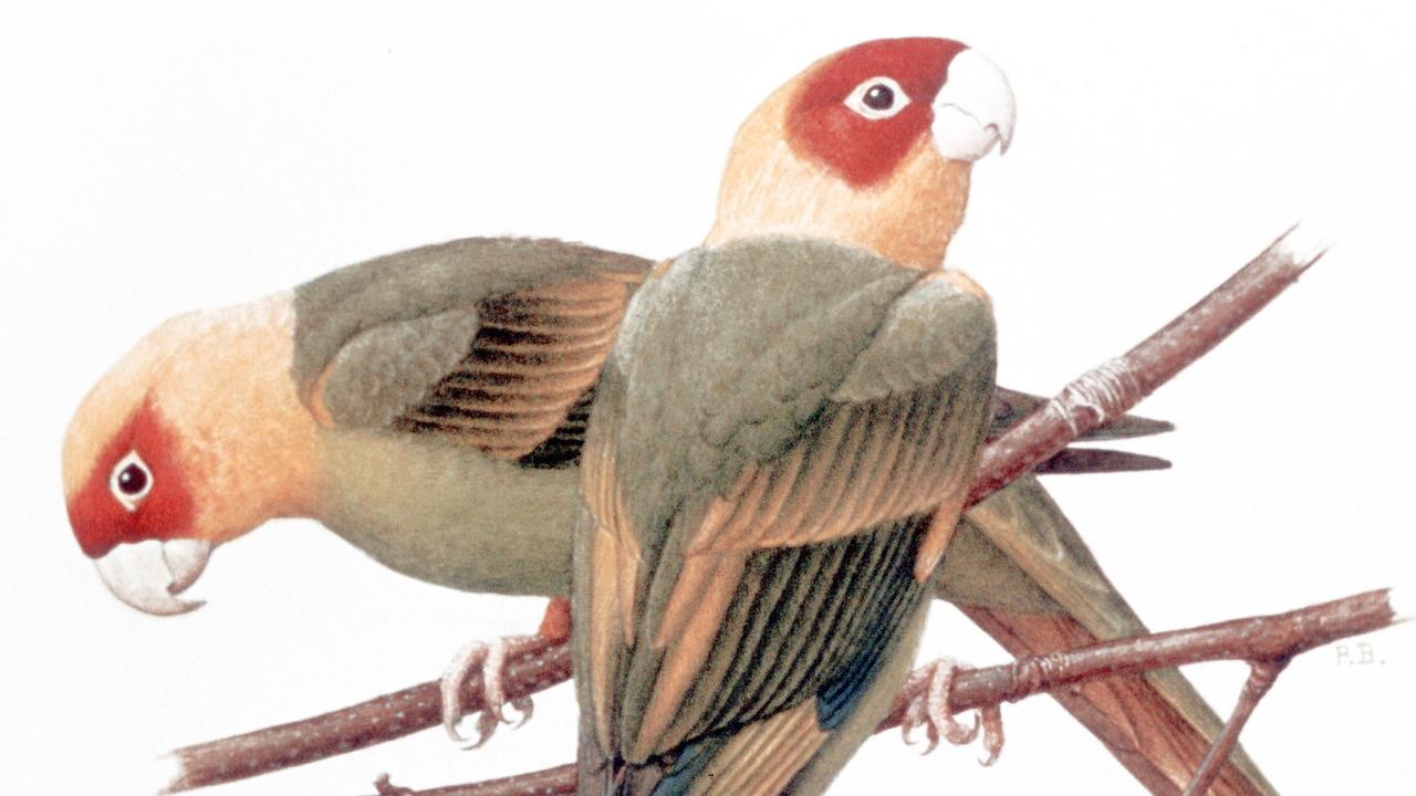 Illustration des Karolinasittich (Conuropsis carolinensis), der seit Anfang des 20. Jahrhunderts als ausgestorben gilt. Illustration des Karolinasittich (Conuropsis carolinensis), der seit Anfang des 20. Jahrhunderts als ausgestorben gilt.