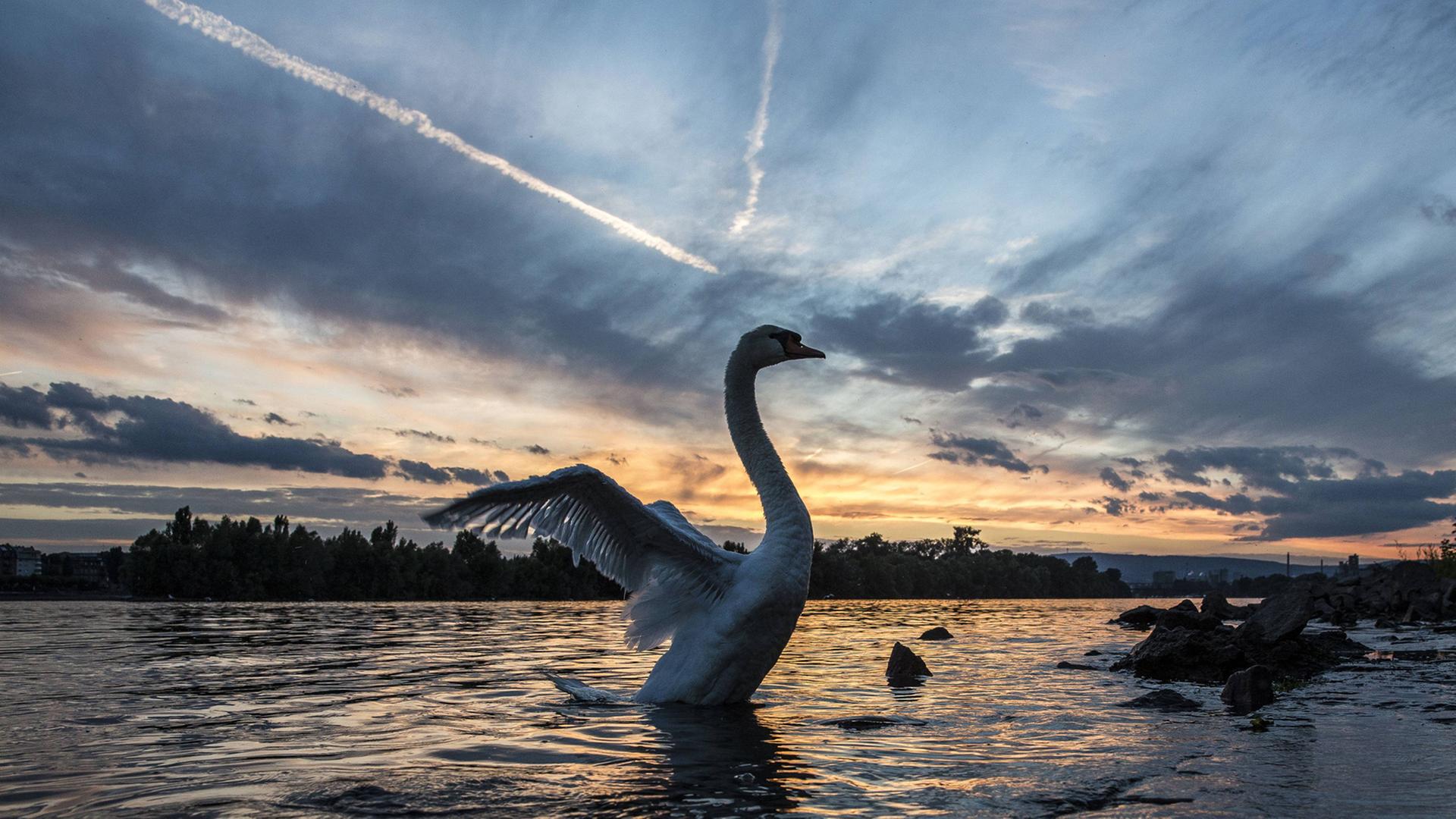 Ein Höckerschwan spreizt seine Flügel in der Nähe des Rheinufers, im Hintergrund geht die Sonne unter. Ein Höckerschwan spreizt seine Flügel in der Nähe des Rheinufers, im Hintergrund geht die Sonne unter.