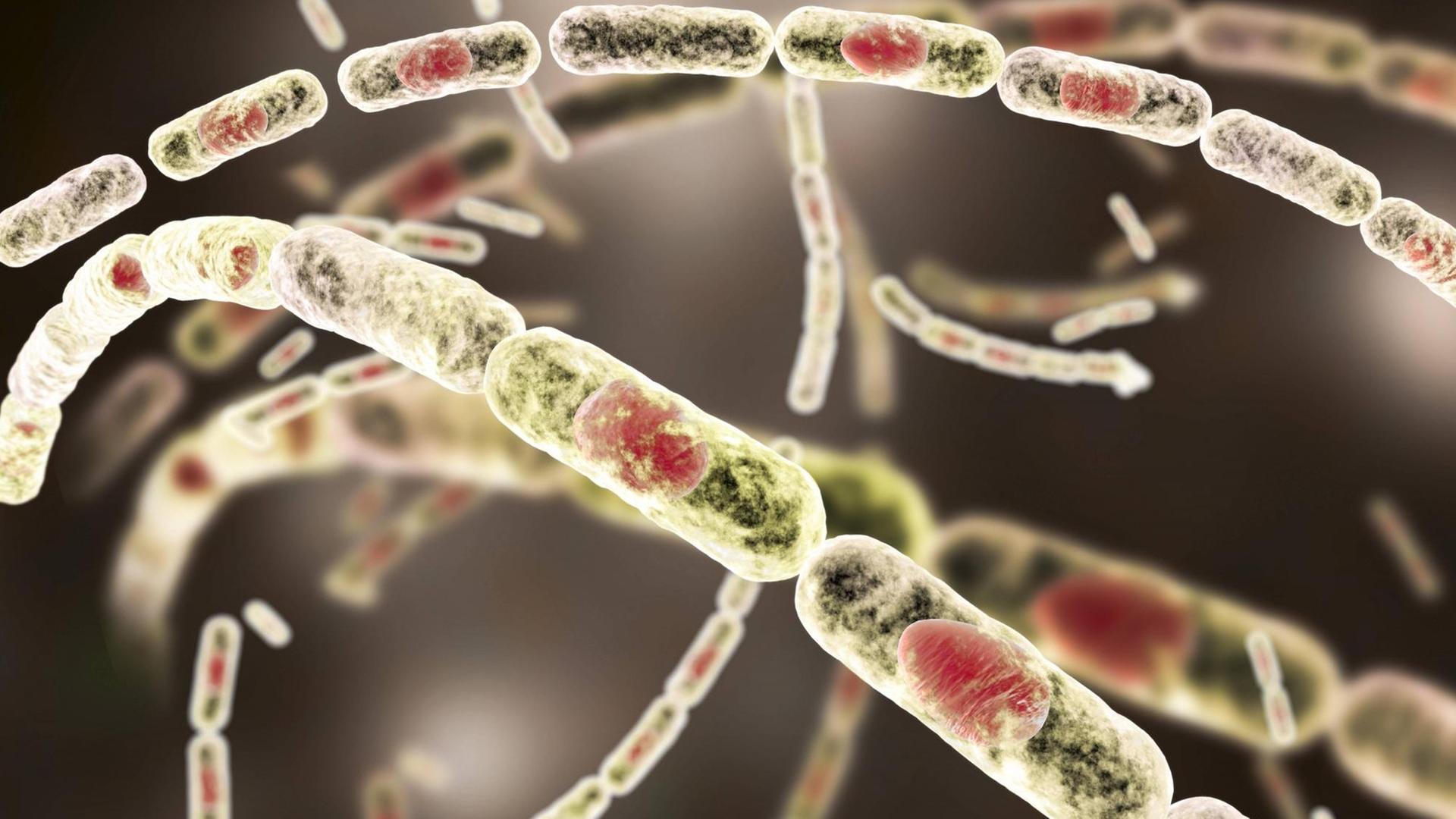 Der Milzbranderreger Bacillus anthracis in einer Computer-Illustration Der Milzbranderreger Bacillus anthracis in einer Computer-Illustration