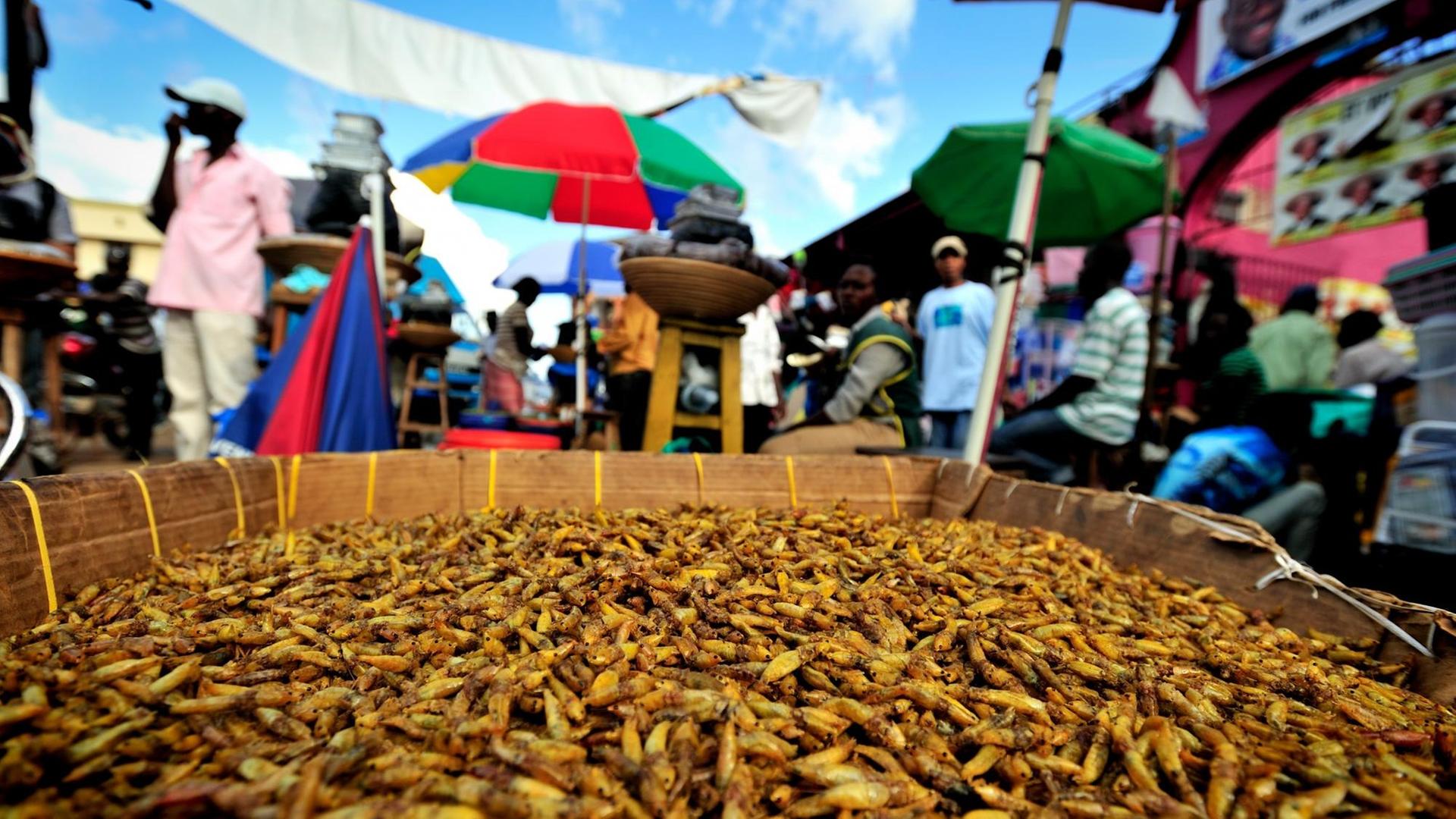 Heuschrecken werden in Uganda als beliebte Delikatesse auf einem Markt als Nahrungsmittel angeboten. Bei den Nsenene genannten Insekten handelt es sich um eine Laubheuschrecke. Heuschrecken werden in Uganda als beliebte Delikatesse auf einem Markt als Nahrungsmittel angeboten. Bei den Nsenene genannten Insekten handelt es sich um eine Laubheuschrecke.