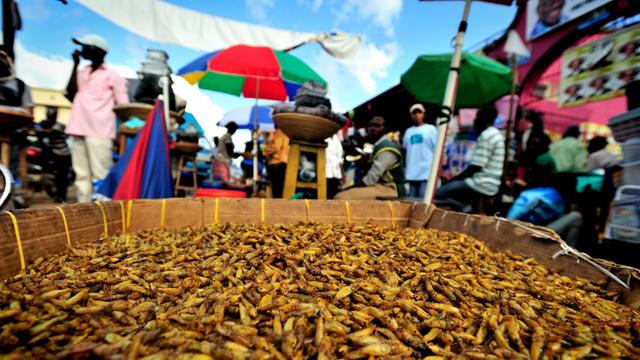 Heuschrecken werden in Uganda als beliebte Delikatesse auf einem Markt als Nahrungsmittel angeboten. Bei den Nsenene genannten Insekten handelt es sich um eine Laubheuschrecke.