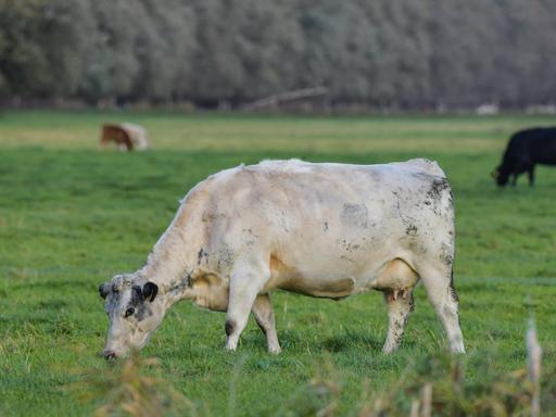 Kuh auf der Weide in Linum, Brandenburg