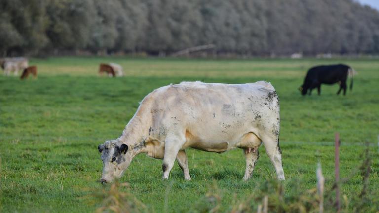 Kuh auf der Weide, Linum, Brandenburg, Deutschland *** Cow on the pasture, Linum, Brandenburg, Germany 