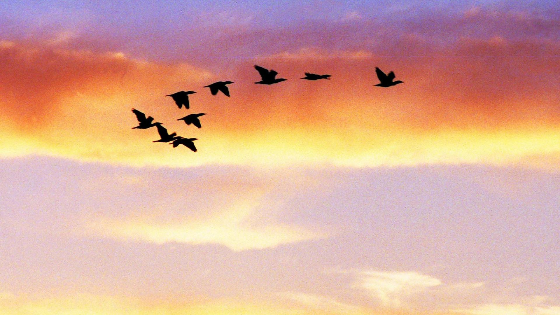 Wildgänse fliegen am Himmel im Abendlicht Wildgänse fliegen am Himmel im Abendlicht