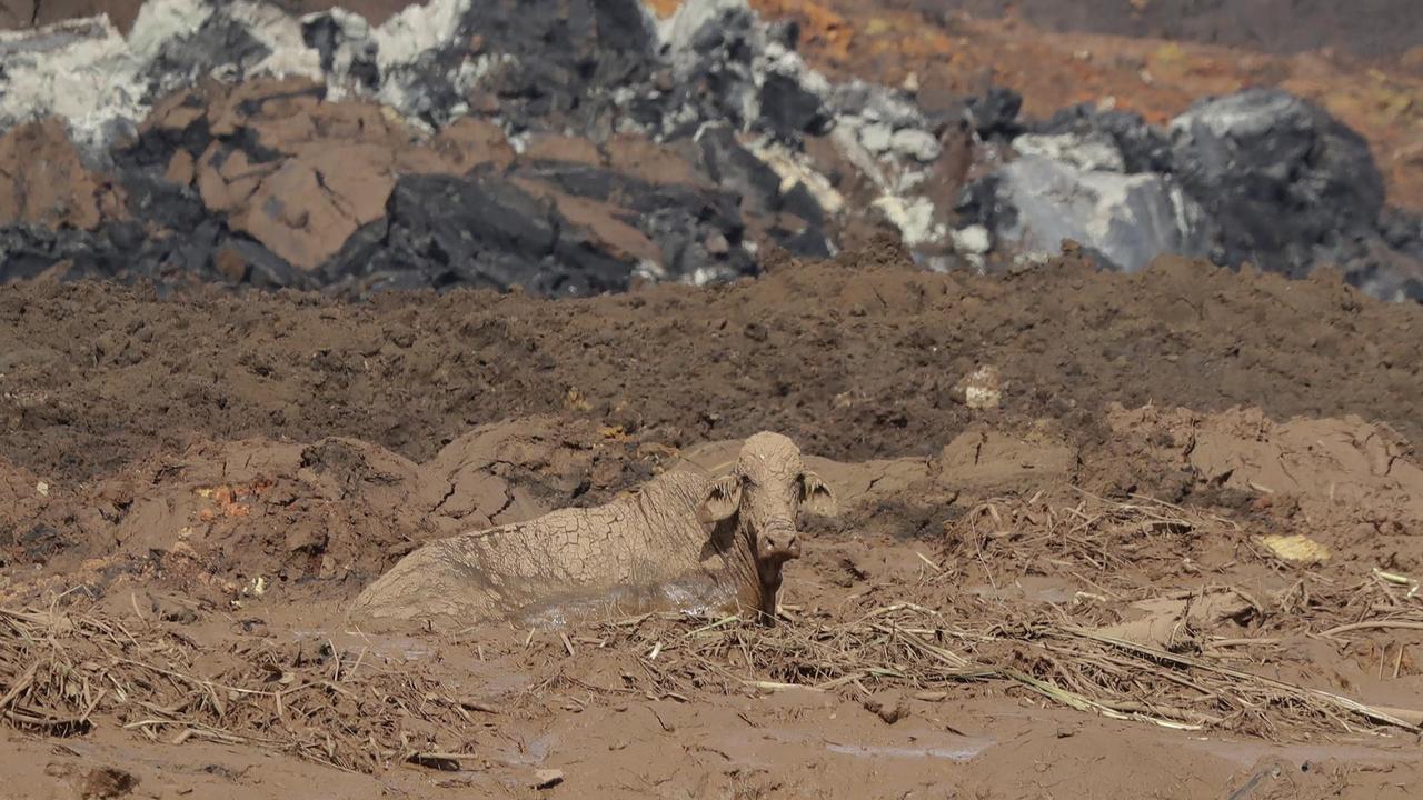 Nach der Katastrophe: Mitten in der Zerstörung sitzt eine vom Schlamm überzogene Kuh. Nach der Katastrophe: Mitten in der Zerstörung sitzt eine vom Schlamm überzogene Kuh.