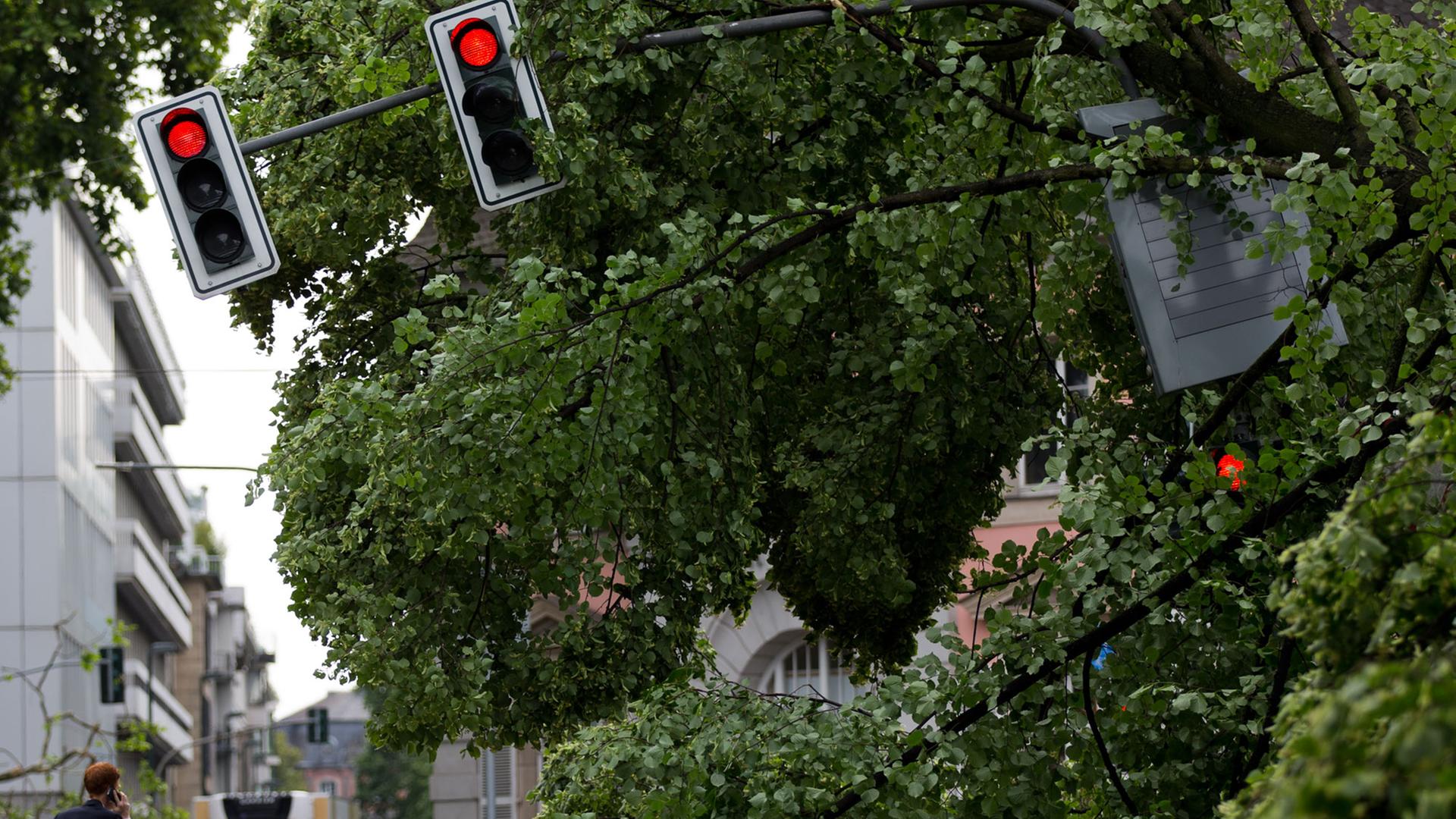 Eine verbogene Ampelanlage ist am 10.06.2014 neben umgeknickten Bäumen im Hofgarten in Düsseldorf (Nordrhein-Westfalen) zu sehen. Orkanböen, Starkregen und heftige Blitze: Wie eine Walze zog eine Gewitterfront über Nordrhein-Westfalen am 09.06.2014 hinweg.