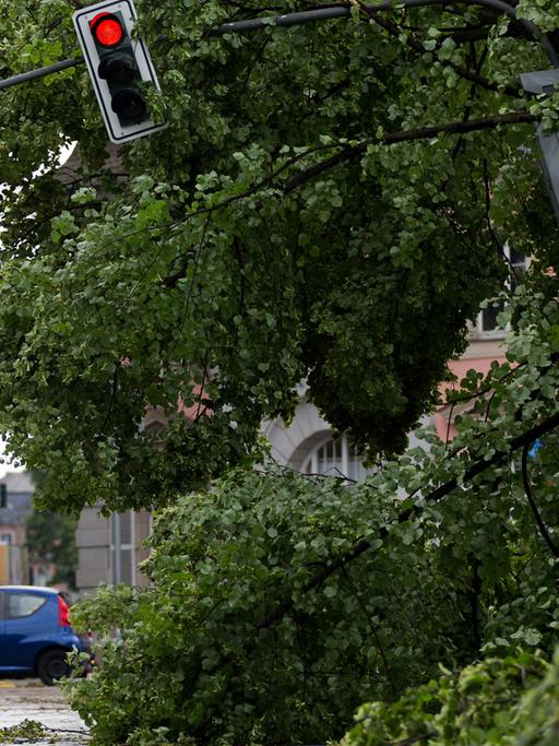 Eine verbogene Ampelanlage ist am 10.06.2014 neben umgeknickten Bäumen im Hofgarten in Düsseldorf (Nordrhein-Westfalen) zu sehen. Orkanböen, Starkregen und heftige Blitze: Wie eine Walze zog eine Gewitterfront über Nordrhein-Westfalen am 09.06.2014 hinweg.