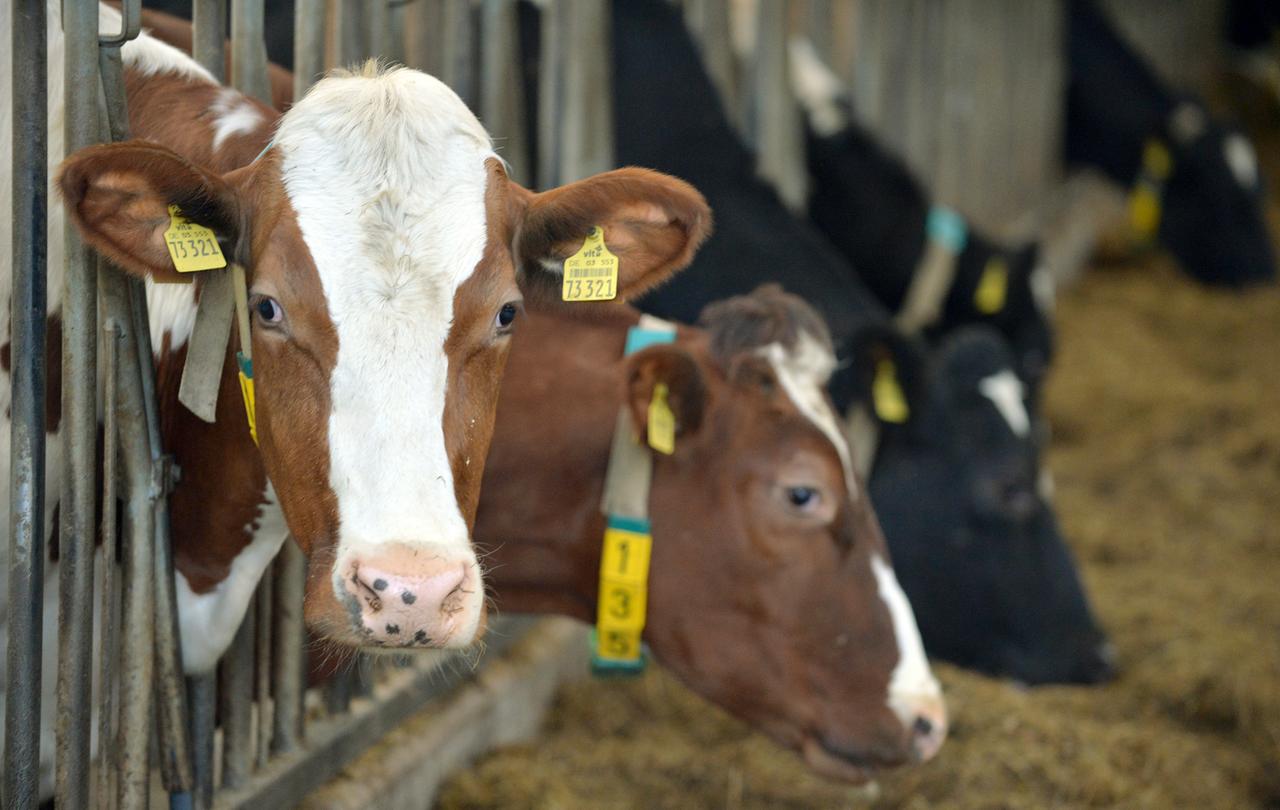 Milchkühe von Landwirt Schwarting stehen am 02.02.2015 in Stadtland (Niedersachsen) auf seinem Hof in einem Stall. Schwarting bekam für den ersten Platz im Wettbewerb der Landesvereinigung der Milchwirtschaft Niedersachsen e.V. für Milcherzeuger die "Goldene Olga" sowie einen Geldpreis von 3.500 Euro. Milchkühe von Landwirt Schwarting stehen am 02.02.2015 in Stadtland (Niedersachsen) auf seinem Hof in einem Stall. Schwarting bekam für den ersten Platz im Wettbewerb der Landesvereinigung der Milchwirtschaft Niedersachsen e.V. für Milcherzeuger die "Goldene Olga" sowie einen Geldpreis von 3.500 Euro.