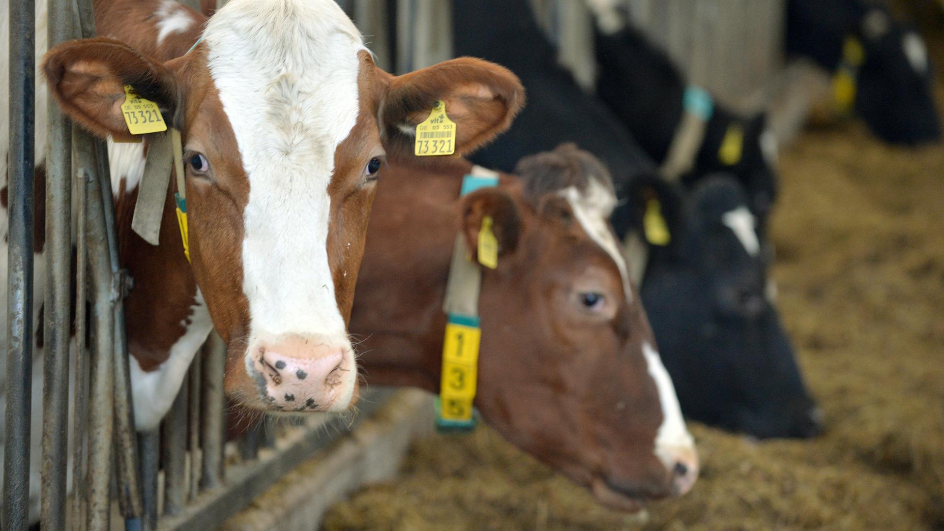 Milchkühe von Landwirt Schwarting stehen am 02.02.2015 in Stadtland (Niedersachsen) auf seinem Hof in einem Stall. Schwarting bekam für den ersten Platz im Wettbewerb der Landesvereinigung der Milchwirtschaft Niedersachsen e.V. für Milcherzeuger die "Goldene Olga" sowie einen Geldpreis von 3.500 Euro.