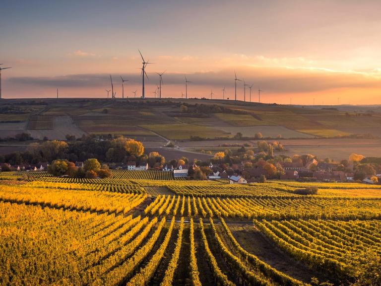Landschaftsaufnahme von Wiesen und Feldern und Windrädern im Raum Mölsheim.