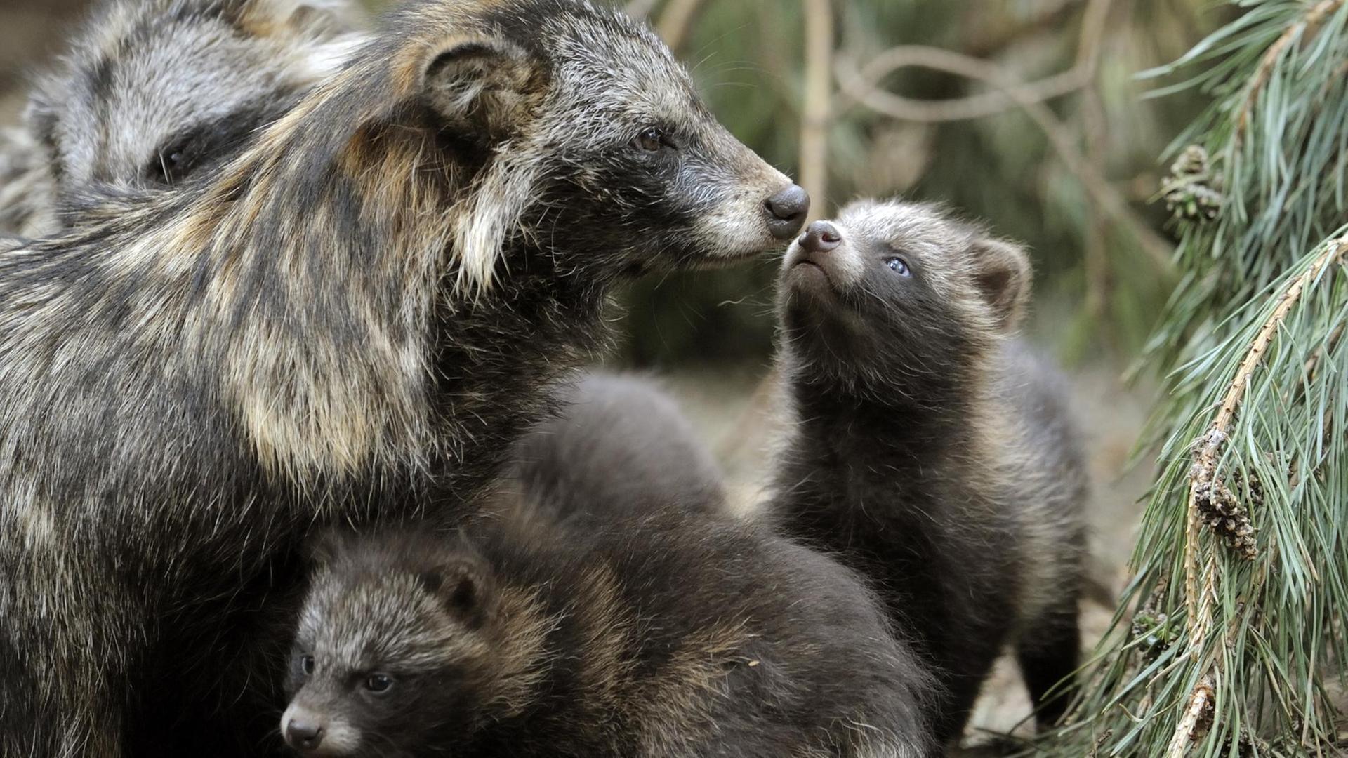 Marderhund-Mutter mit ihren Welpen im Freigehege eines Wildparks Marderhund-Mutter mit ihren Welpen im Freigehege eines Wildparks