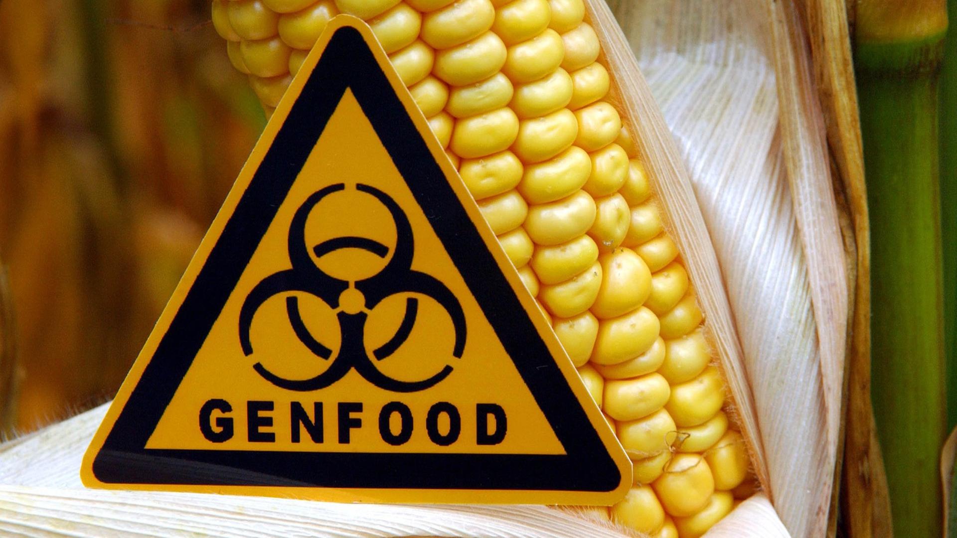Symbolisch steht ein Schild mit der Aufschrift "Genfood" vor einem gentechnisch veränderten Maiskolben auf einem Feld nahe Ramin im Landkreis Uecker-Randow. Symbolisch steht ein Schild mit der Aufschrift "Genfood" vor einem gentechnisch veränderten Maiskolben auf einem Feld nahe Ramin im Landkreis Uecker-Randow.