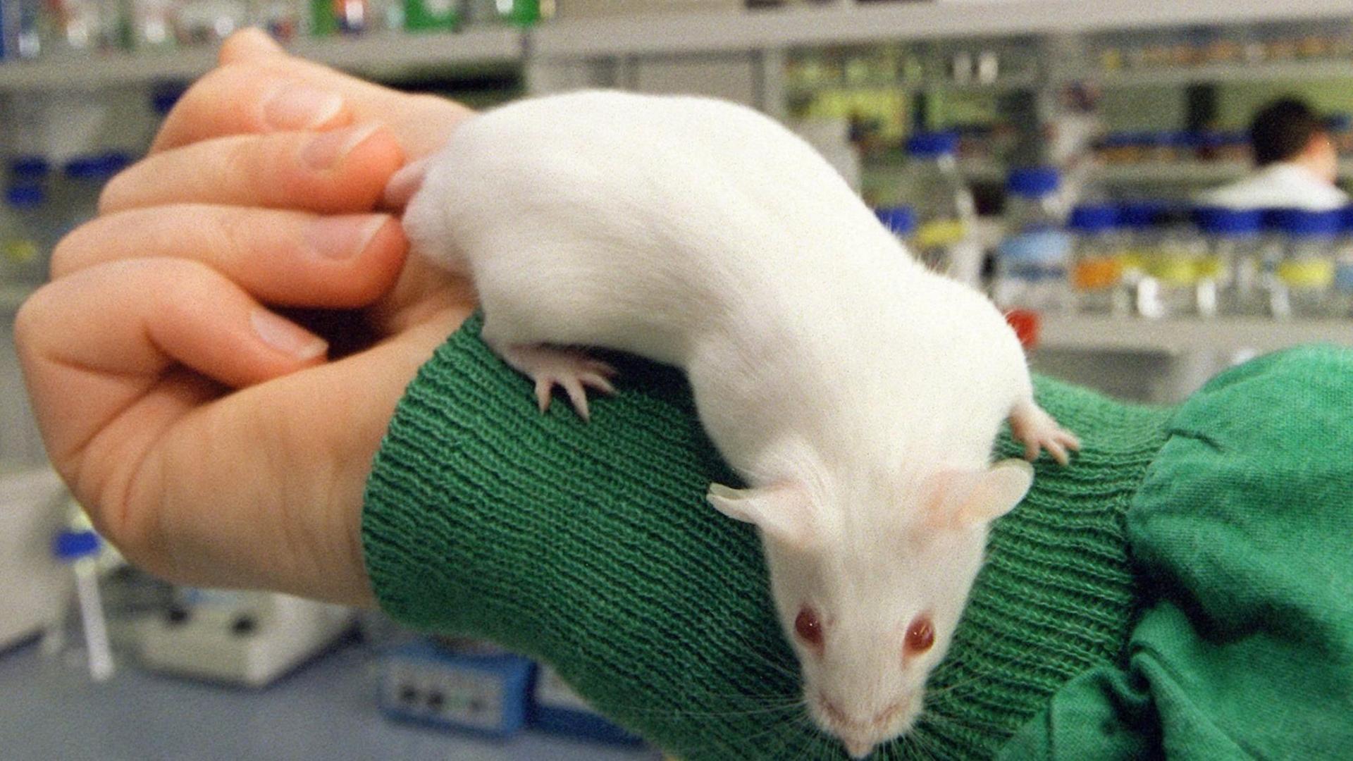 Labormaus auf einem Arm Labormaus auf einem Arm