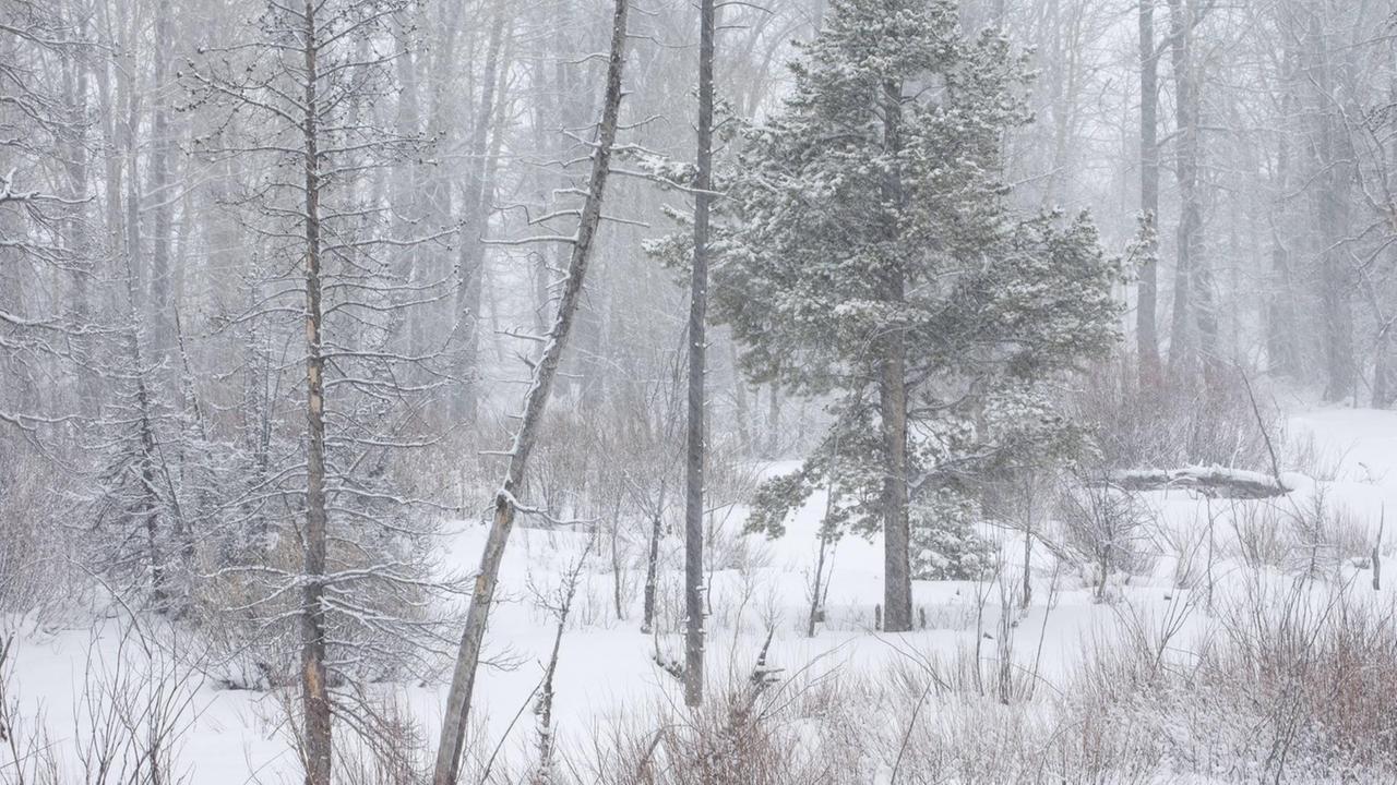 Während die Laubbäume in diesem Mischwald im Grand Teton National Park in Wyoming längst ihr kahles Winterkleid zeigen, kann die Drehkiefer auch unter derart unwirtlichen Bedingungen Fotosynthese betreiben Während die Laubbäume in diesem Mischwald im Grand Teton National Park in Wyoming längst ihr kahles Winterkleid zeigen, kann die Drehkiefer auch unter derart unwirtlichen Bedingungen Fotosynthese betreiben