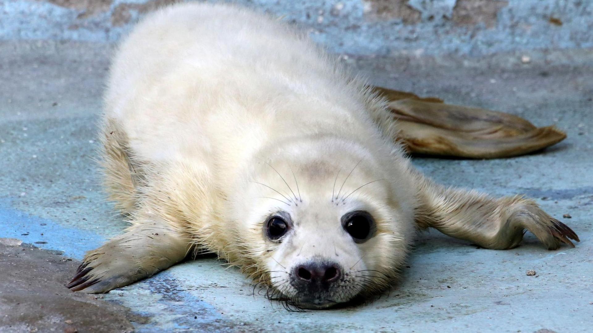 Eine Robbe im Kaliningrader Zoo Eine Robbe im Kaliningrader Zoo